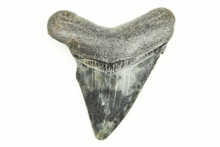 2.27" Juvenile Megalodon Tooth - South Carolina